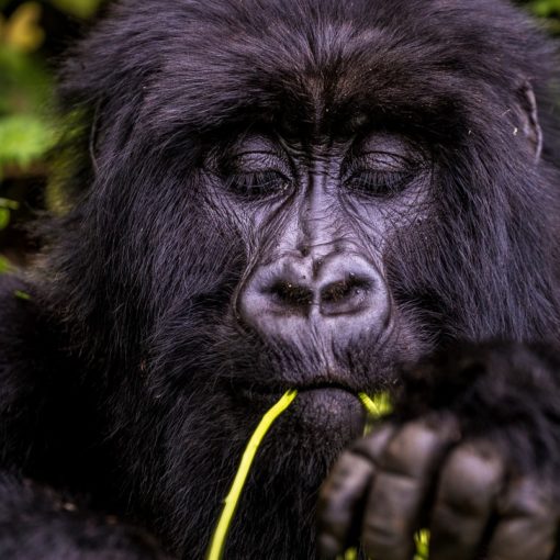 Why is it important to book gorilla permits in advance?