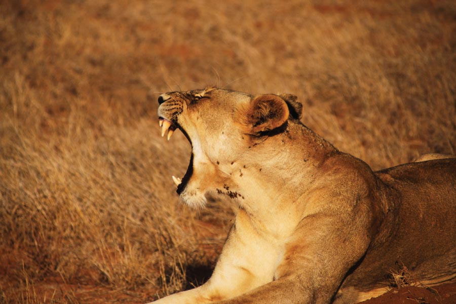 12-Day African Safari Tour in Rwanda & Uganda