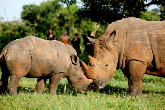 Ziwa Rhino Sanctuary