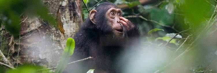 3-Day Kibale Chimpanzee Trekking Safari