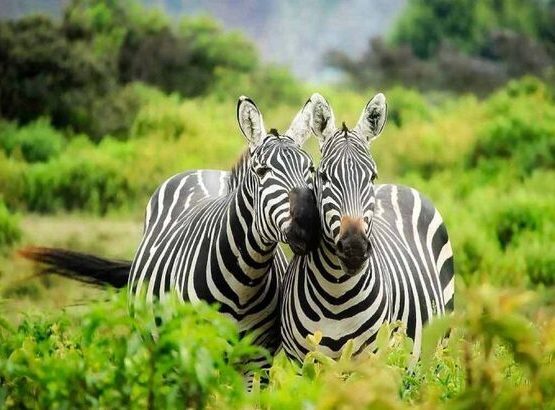 3-Day Wild Life Encounter in Lake Mburo National Park