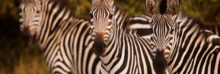 3-Day Wild Life Encounter in Lake Mburo National Park