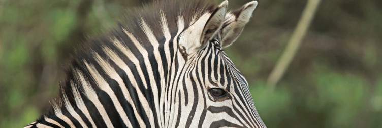 3-Day Wild Life Encounter in Lake Mburo National Park