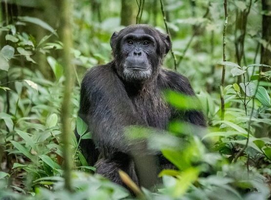 3-Day Kibale Chimpanzee Trekking Safari