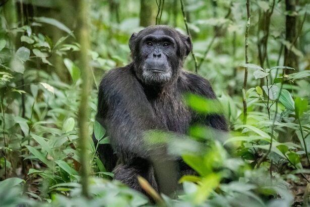 3-Day Kibale Chimpanzee Trekking Safari