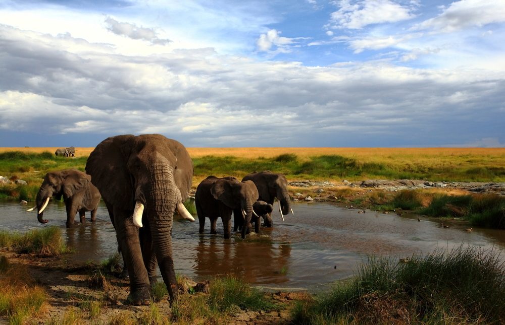 Maasai Mara National Reserve.