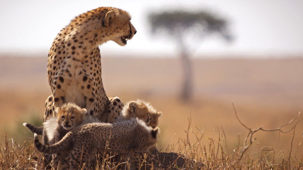 Maasai Mara National Reserve.