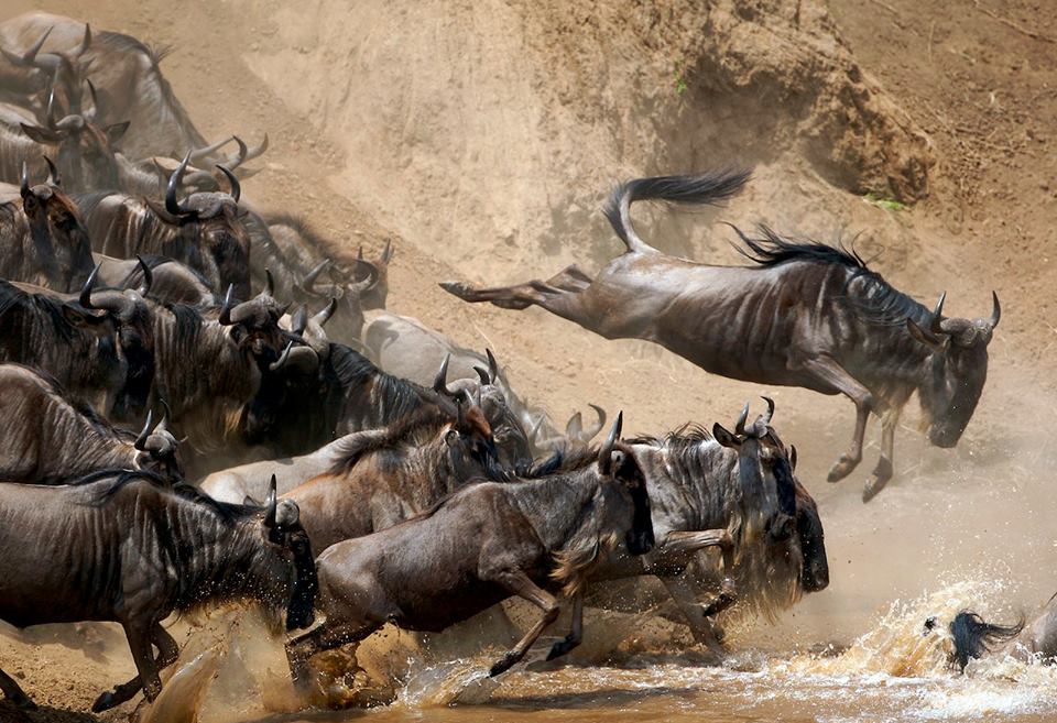 Maasai Mara National Reserve.