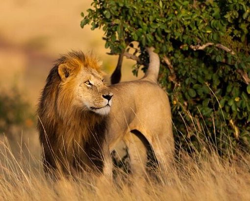 Maasai Mara National Reserve.