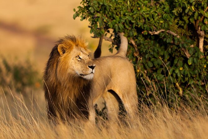 Maasai Mara National Reserve.