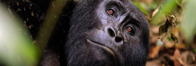 Budget Gorilla Trekking Tour in Uganda